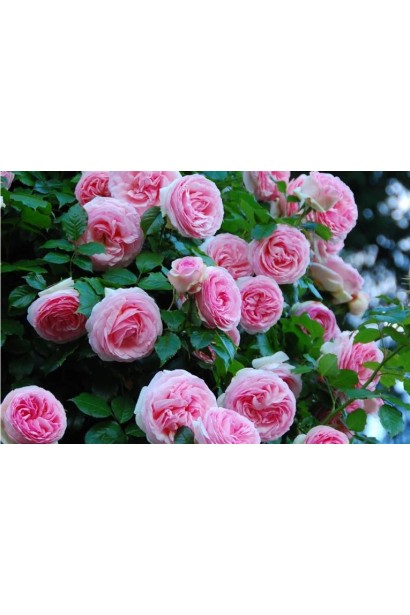 Троянда плетиста Пєр-де-ронсар